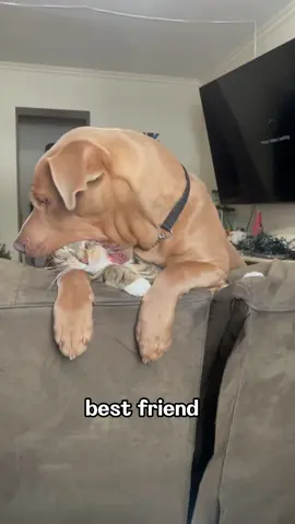 The best relationship #punnyfriends #catsoftiktok #dogsoftiktok #fypシ #foryou 