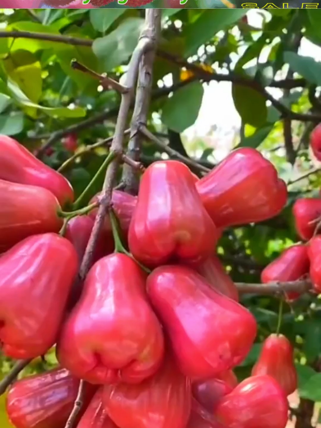 🌱 Pokok lama tak berbuah? Cuba Booster 76 – hanya 3 penutup sudah nampak beza 💧🍊🥭 ⚡ Diskaun 50% di TikTok, cepat order sebelum habis! #viral #trending #hot #Booster76 #ecofarming #tiktok #bijak