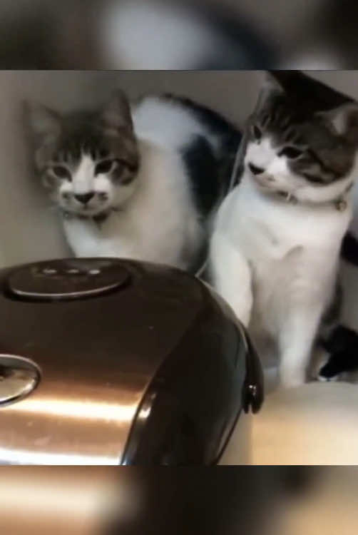 Cats are not good at suing modern appliances. #funnyvideos #funny #fyp #funny #foyou #fyppppppppppppppppppppppp 