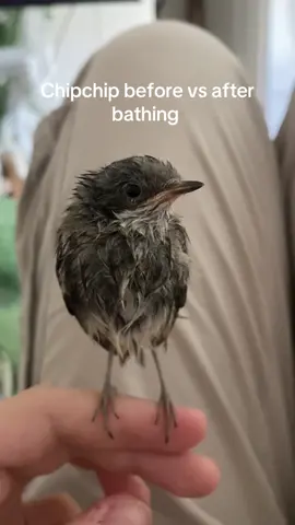 Chipchip before vs after bathing 🐦‍⬛🚿#lesserwhitethroat #birdsoftiktok #wetbird #petbird #rescuebird 