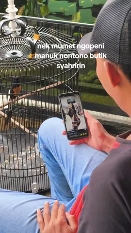 gantine bodrex😂 #kicaumaniaindonesia #lombaburungberkicau #cendetmaniaindonesia #muraibatuindonesia #fyppppppppppppppppppppppp 