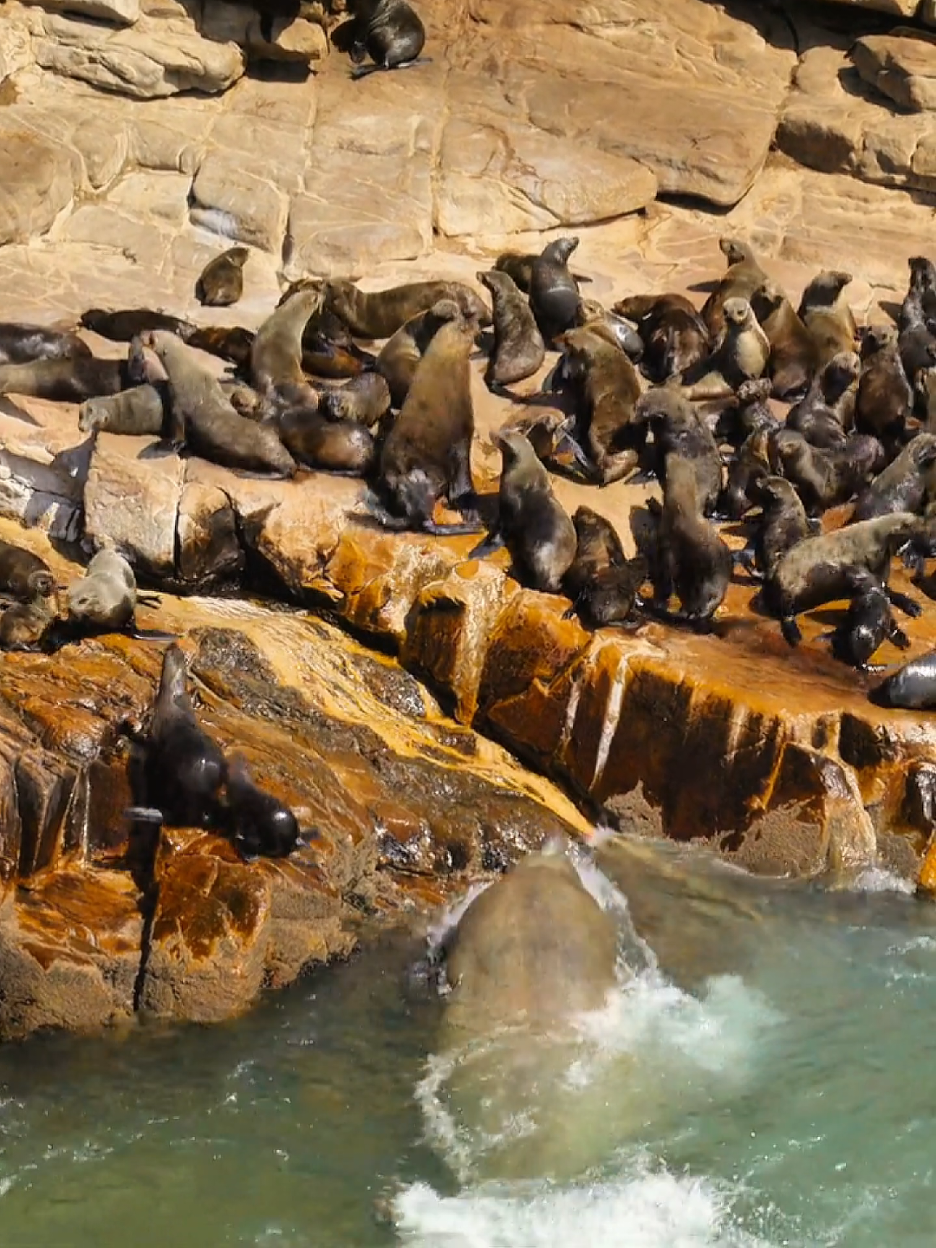 #animals #seal #wildlife #animalsworld #tiktok United States 🇺🇸