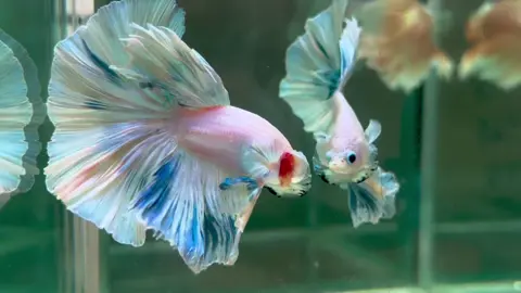 Blue Pastel Rose Tail 🤍🩵 #betta#fish #xuhuong #viraltiktok 