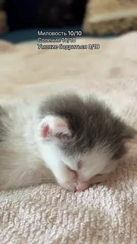 Этот шедевральный момент я хочу скинуть отдельно #kitty #рекомендации  