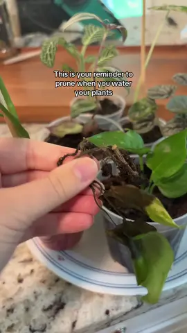 Talk about a habit stack #plantcare #plantpruning #plantwatering #houseplants #plantcollection 