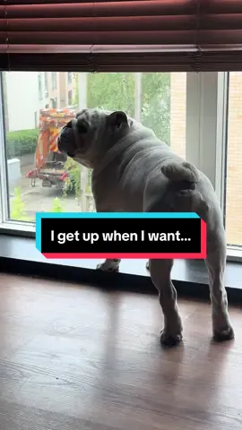 I get up when I want, except on Wedneadays…#bulldogs #parklife #blur #dogsoftiktok 