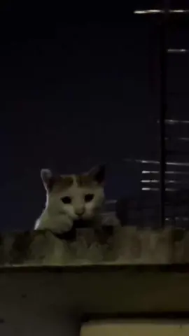 ميرفت ما كانت تعرف انه هذا المكان فيه كلاب مفترسه