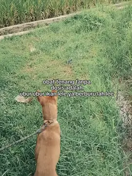 hanya anjing kampung #porbiindonesia#salamsatuhobyy🤙🏻#fypppppppppppppppp