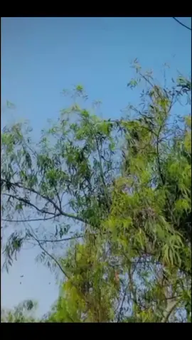 #Repost #foryoupage❤️❤️ #pyyyyyyyyyyyyyyyyyyyyyyyyyyyyy #foryou #viralvideos @꧁༺𝐌𝐚ل𝐢Ӄ์༻꧂ @(´(ｪ)｀） Hasnain khan♥╣ @👊𝐙𝐀𝐢𝐃 𝐁𝐎𝐎𝐒 𝟓𝟕🇶🇦✈️ 