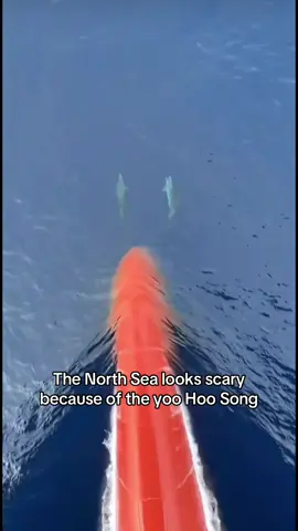 #northsea #fy #yoohoo #fyp #scarytiktoks 