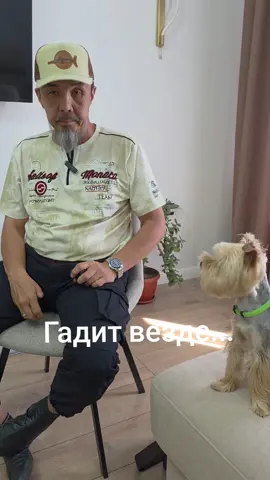 #коррекция поведения собаки 