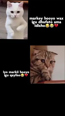 inta neceb qaylada🙋‍♀️😂#ifiso #tiktok #video #fppppppppppppppppppp #fppppppppppppppppppp 