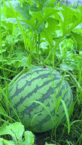 #NostalgiaMemory #ChildhoodMemories #RuralLife #RuralLife #fruit