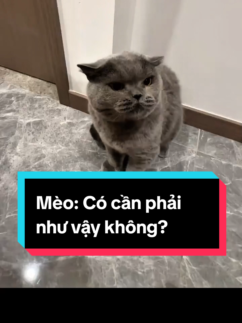 Mèo: Có cần phải như vậy không? #mèo #meow #mèocon #dễthương #đángyêu 