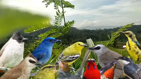 suara pikat burung kutilang kombinasi burcil ribut#suarapikat #pikatburung #suarapikatburungkecil #promomakanmerdeka 