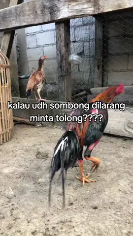 ok ok ok #fyp #berandatiktok #promomakanmerdeka 