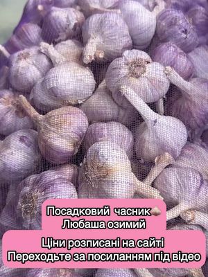 ПОСАДКОВИЙ ЧАСНИК ЛЮБАША ОЗИМИЙ  Фракція : 5+ Перша репродукція 