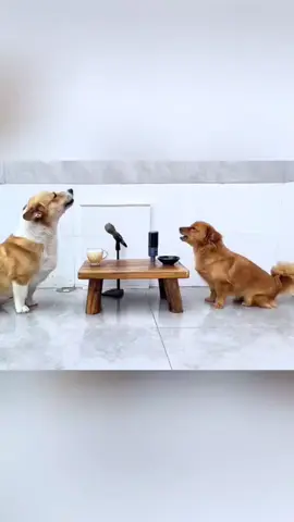 Singing dog #dog #dogs #hund #singingdogs #funydog 