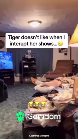 #fypシ #viral #cat #catsoftiktok #cats 