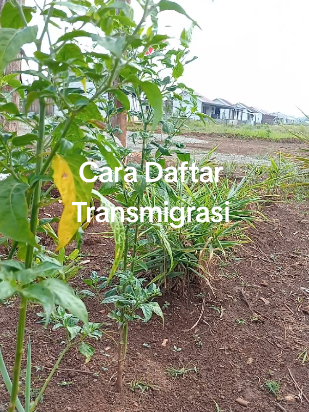 Cara Daftar Transmigrasi #transmigrasi 