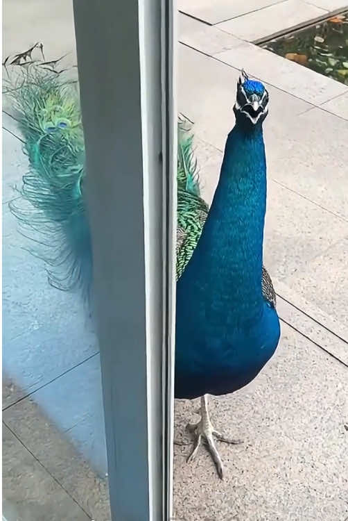When the looks don’t match the sound 🦚 🤣#peacock #funnyanimals #nature #unexpected #foryou #fyp 