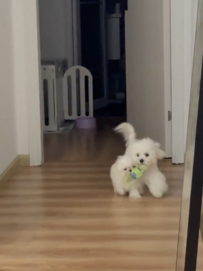 Cute Puppie playing with baby dog 😂🙀.  #puppy #puppies #dogs #dog 