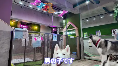ハスキーカフェ貸し切りしたらやばいことになった #03