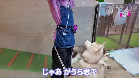 ハスキーカフェ貸し切りしたらやばいことになった #04