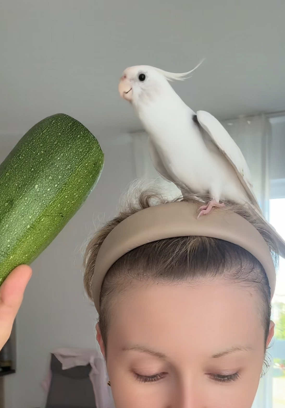 Edek, my cockatiel, singing to a zucchini - summer season means seasonal favorites 🎶🐦🥒☀️ #cockatiel #singingbird #funnybird #parrotsoftiktok #birdtok #corella #edek #birdsoftiktok #PetsOfTikTok #cutebird #talentedbird #summerfun #zucchini