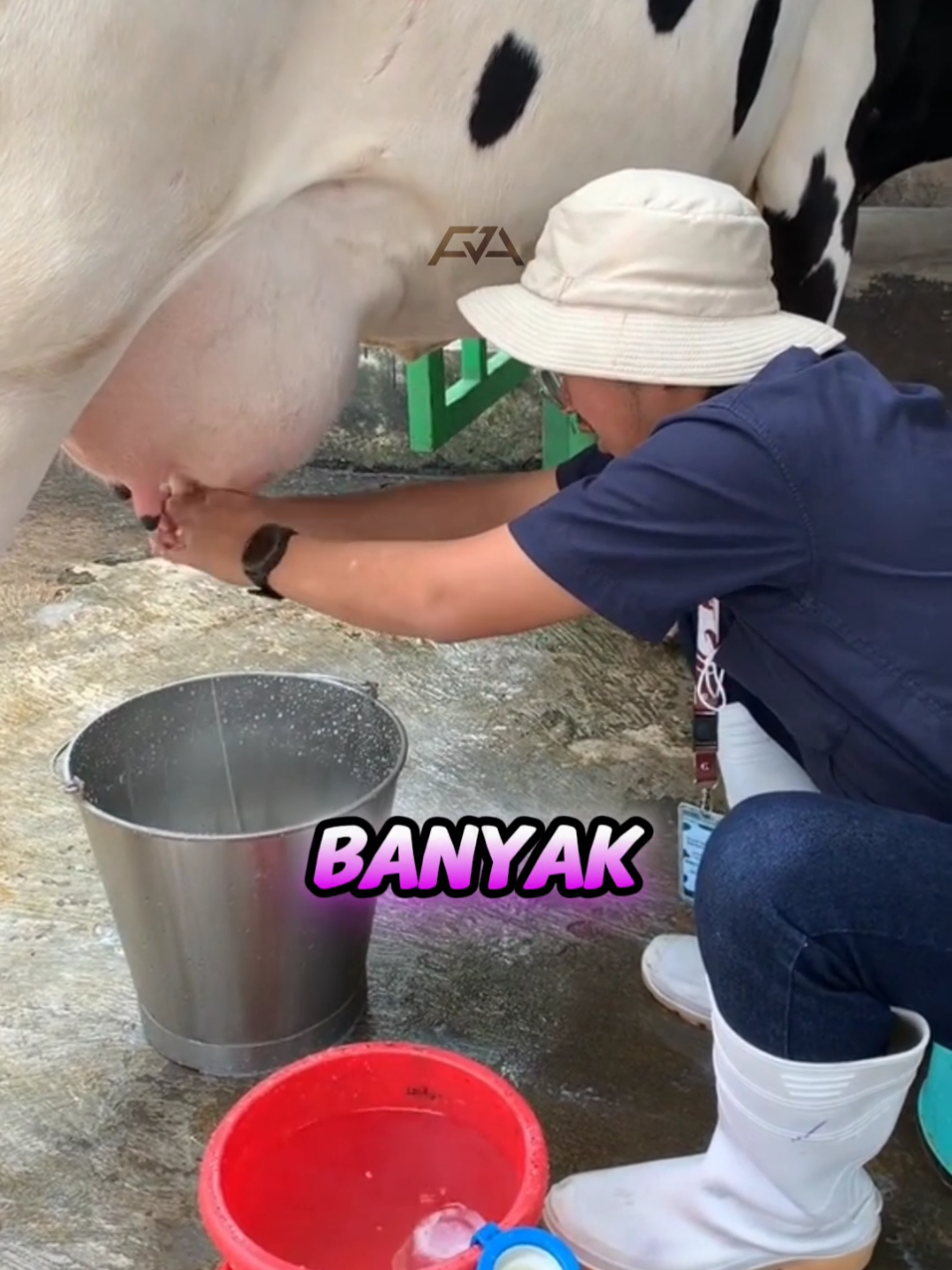 Molases: Rahasia susu sapi bernilai gizi tinggi! #molases #cow #fyp 