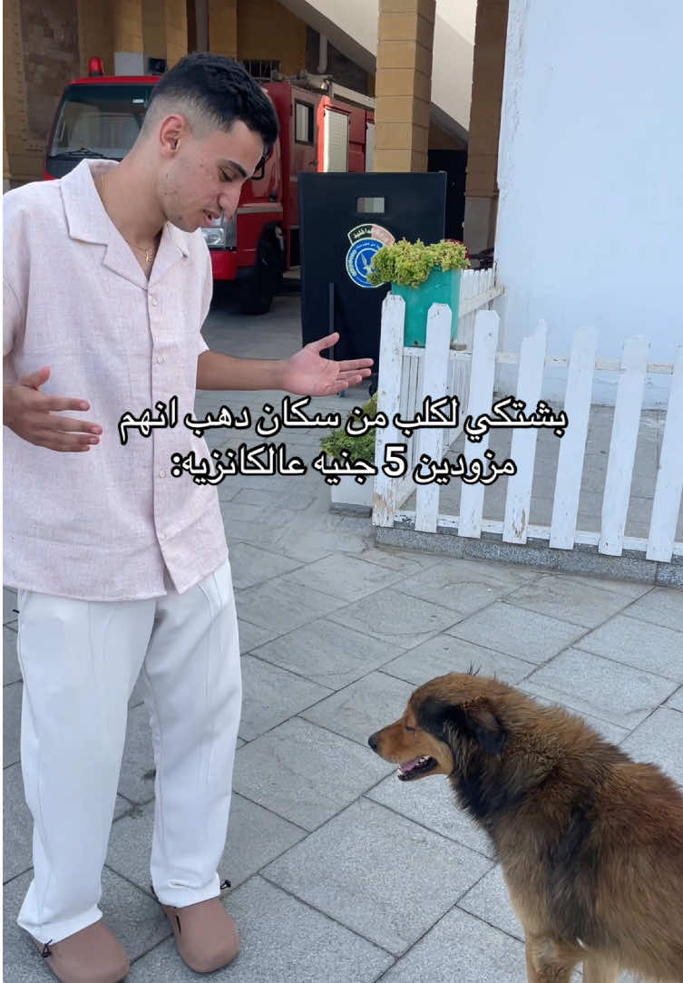 ارجوك حل مشكلتي يا عمده #نسر_البلد #دهب #dahab #كلاب 