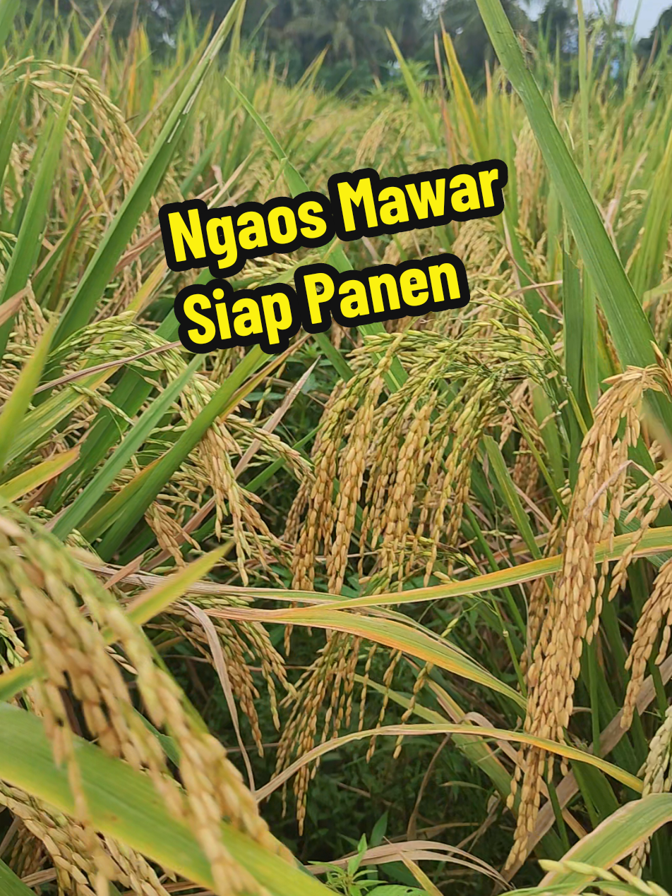 Padi Ngaos Mawar Siap Panen  #padingaosmawar #ngaosmawar #padiunggul  #padiviral #fyp 