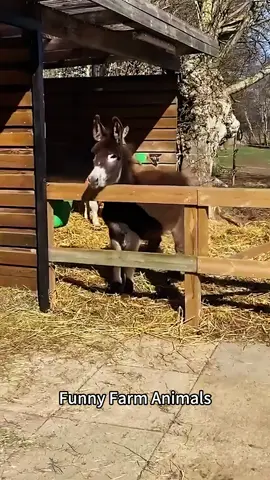Funny animal farm 🤣#cat #cow #donkey #goat🐐#horse#funny #funnyanimals #usa#foryou#fyp#farmlife