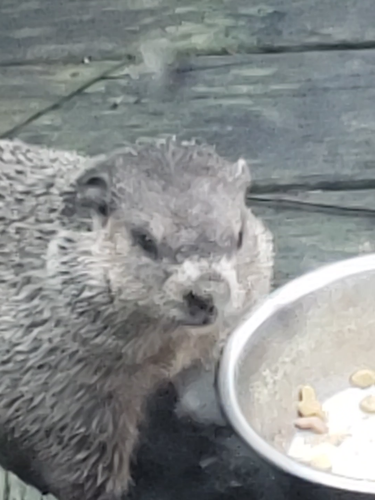Chuck: Fat Boy