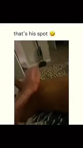 Funny and cute dogs compilation 🤣… #funnydog #funnypet #cutedog #dogsoftiktok #doglover #dog 