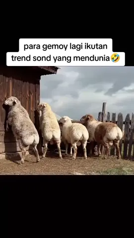 maafin gemoy ya belum kompak goyang nya🤪