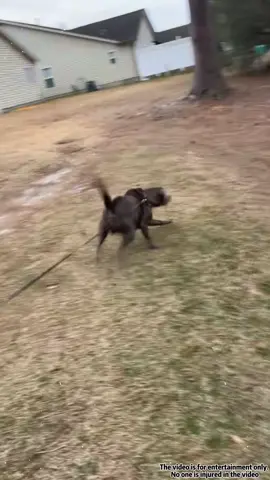 Mission :Walk the dog (FAILED)😂🦴#dog#fouryoupage#funny#fypシ#pets#usaus#foryou
