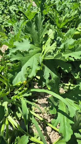 #agriculture  #agrolife  #plants  #farmer  #cyprus 