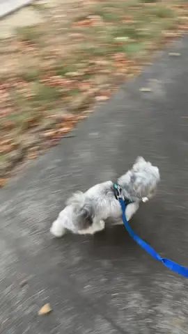 Just our morning walk where we hunt for acorns and friends to talk too. And obviously this sound is the exact soundtrack that I think is playing in his brain 😅#shihtzusoftiktok 
