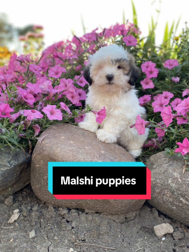 🐶Toy Malshi puppies  📩 Message for info  📍Located in Ontario, Canada #puppy #puppiesontariocanada #torontopuppies #malshi #canadapuppies 
