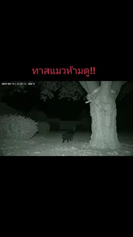 #ai #ขึ้นฟีดเถอะ #cat #fyp #animals 