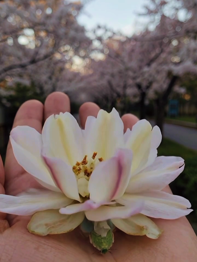 #flowers #beauty #nature #foryou #foryoupage 
