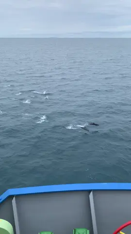 navigate 🐬 #sea #humanatsea #sailing #sealife #fyp 
