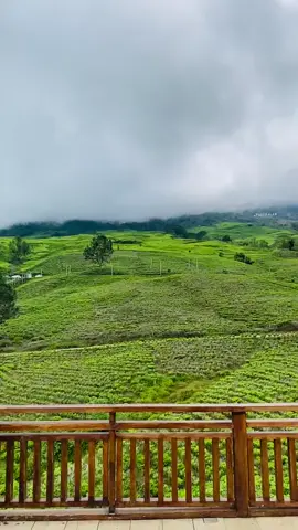 kebun teh gunung Dempo pagar alam #kebuntehpagaralam #bukittungguanpagaralam #gunungdempo #pagaralamgunungdempo #fyppppppppppppppppppppppp 