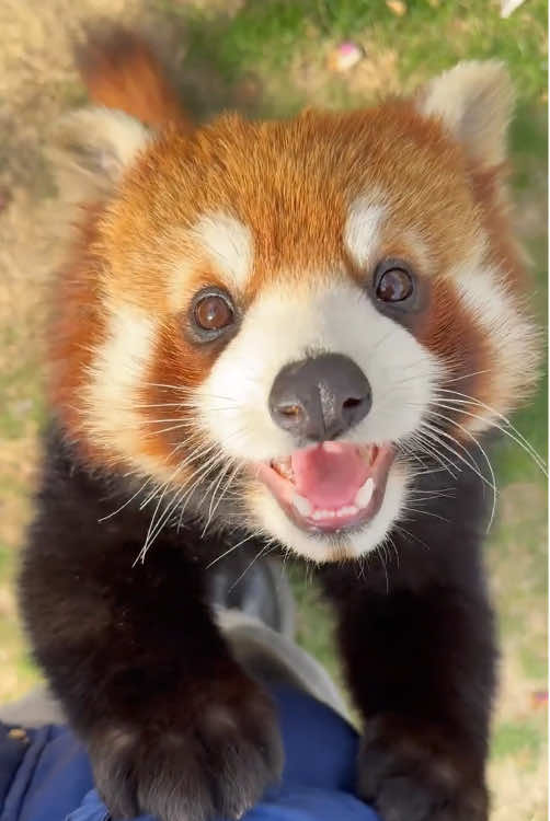 Cute red panda.#animals #happy #panda #foryou 