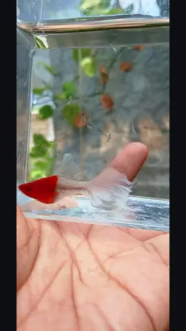 kohaku vailtail ⚘️⚘️⚘️ #platy #molly #ikan #fyp #xiphophorus 