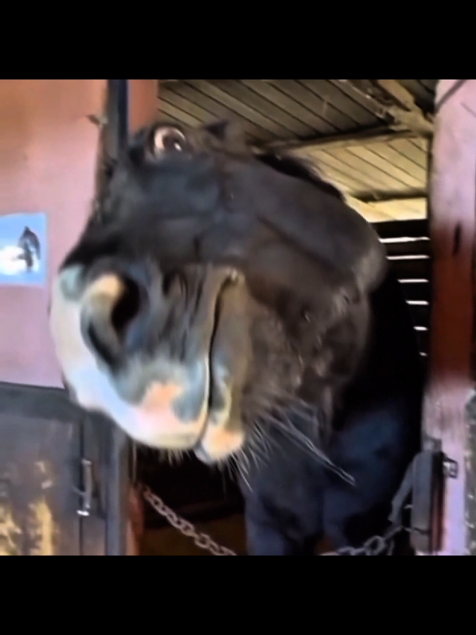 na rlk maldade humana ✍️🏾😔 #cavalo #magaboob7 
