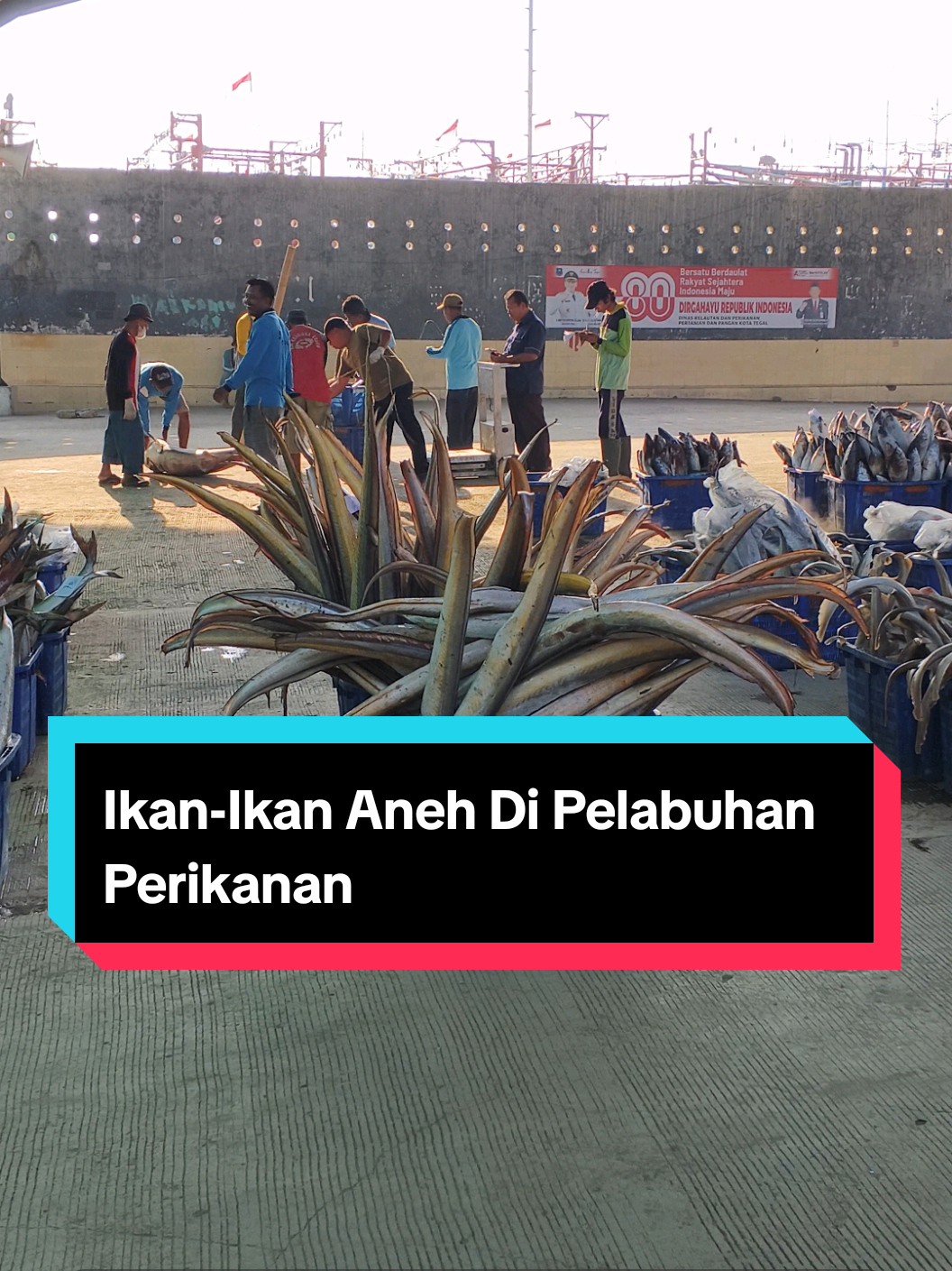 Ikan-ikan aneh di pelabuhan perikanan gaes.  1. ikan pihi atau ikan sebelah 2. Ikan Hiu 3. Ikan Remang / malong / laraku 4. Ikan Duduk 5. Ikan Layaran / Setuhuk jangan lupa follow untuk dapatkan informasi menarik lainnya #fypシ #foryou #fyppppppppppppppppppppppp #berandatiktok #fyp 