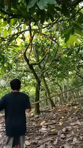 semangat terus panennya #petaniindonesia🇮🇩🇮🇩🇮🇩🌿🌿 #kakaolokal #cocoafarmer 