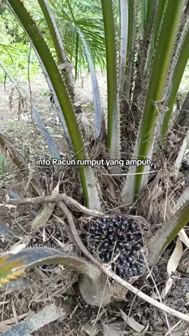 belum sampai 3 bulan udah semak lagi🥹🥹#petanimuda #petanisawit 
